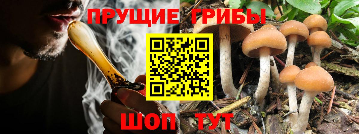 Сердобск  Псилоцибиновые грибы Cubensis  Вход с VPN 